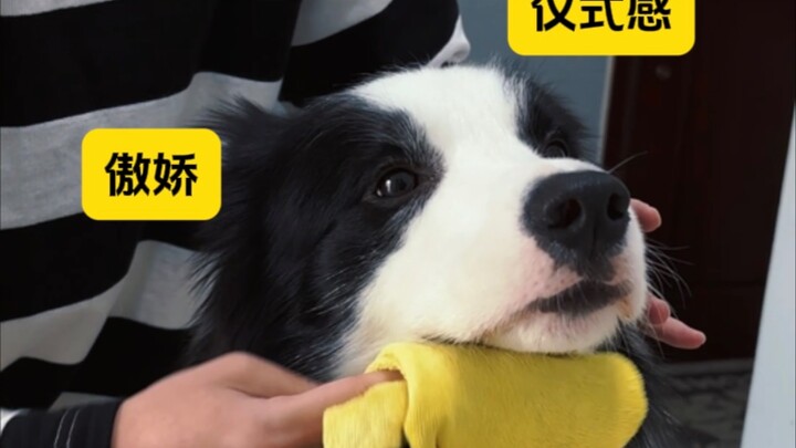 How dog owners fed their dogs in the past VS how dog owners feed their dogs now