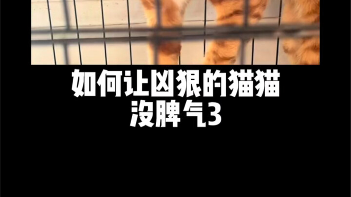 Mingzai Team: The Only Cat That’s Ever Scared Me in 4 Years—Violent Orange, Stay Clear of Building 3
