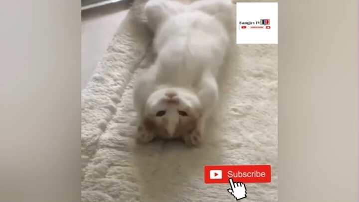 VIDEO HEWAN TERLUCU‼️