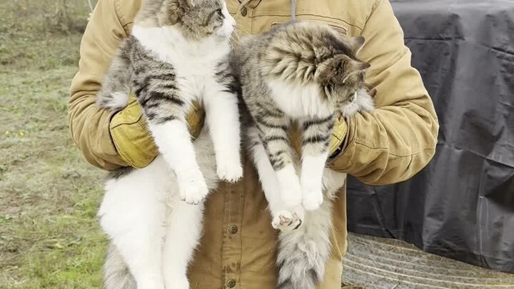 Thử thách bắt chuột đồng