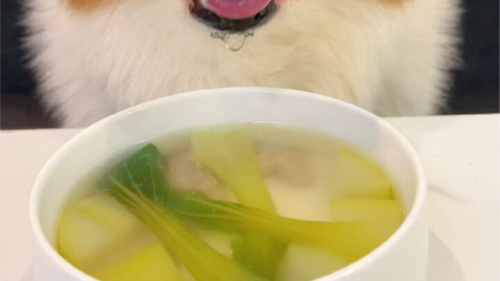 Corgi dog eating beef kidney and luffa soup