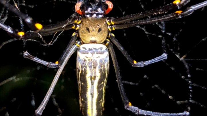 แมงมุมหน้ากากสีทอง ที่จริงเอามาเล่นโยโย่ได้เลยนะ! (แมงมุมบันนี่)