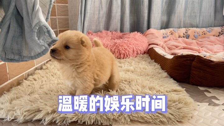 Con chó lớn rồi, đến lúc tập phá nhà thôi!
