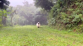 Dinamika sehari-hari: Lemak gemuk Mo Bao