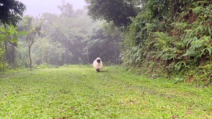 Dinamika sehari-hari: Lemak gemuk Mo Bao