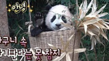 [Panda] Membuat Ayunan untuk Fu Bao