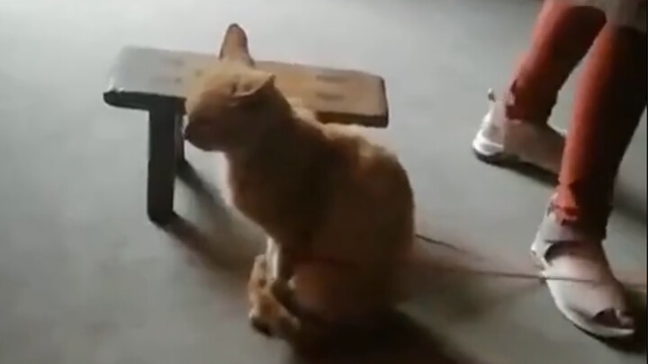 Meow meow meow? The tool turns out to be myself!