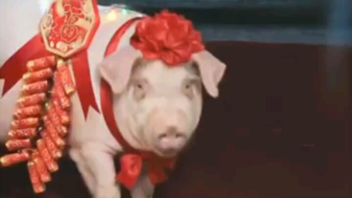 13. Vet transmigrated as ugly bride—ruled village with animals, woke scholar hubby.!