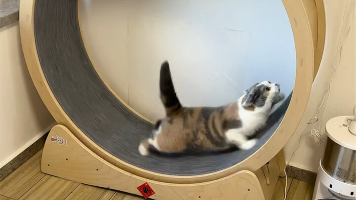 Treadmill yang baik-baik saja berubah jadi mesin pengocok kucing hahaha