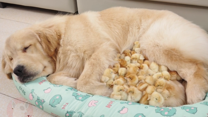 Unbelievable! The chicks jumped onto the golden retriever's bed and wanted the golden retriever to h