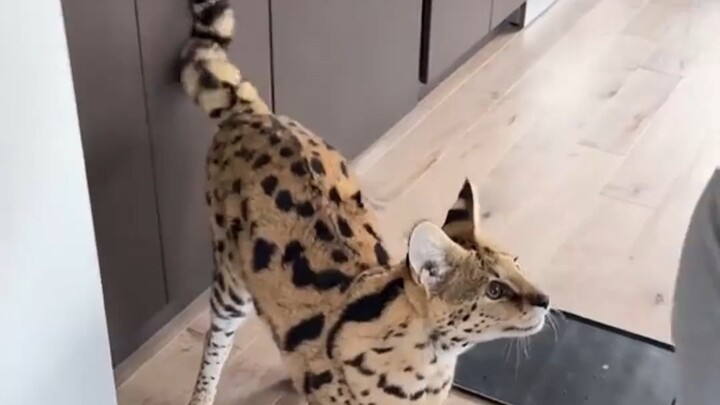 Nuôi một con mèo rừng Serval thì cảm giác thế nào? Cái đuôi của nó uốn lượn điêu luyện quá nhỉ