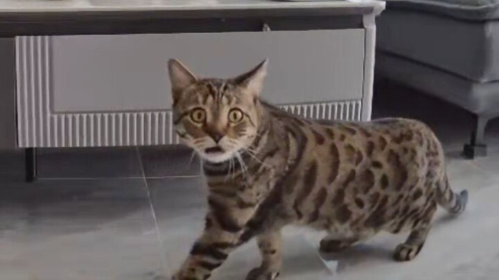 The hilarious reaction when I installed a security camera and talked to the kitten for the first tim