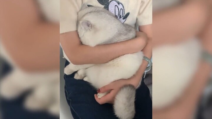 “You call that a little kitten?”