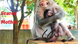 Old Mama Barry Gets Scared Of Human Who Stands In Front And Tries Hard To Escape Baby Bean Away