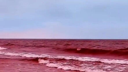 แพลงก์ตอนบลูมสีแดงที่หาได้ยาก