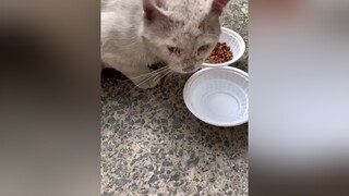 Cùng là phận mèo❤️ 5conMeow meow giaitri thucung onhavanvuiiiiiii cat