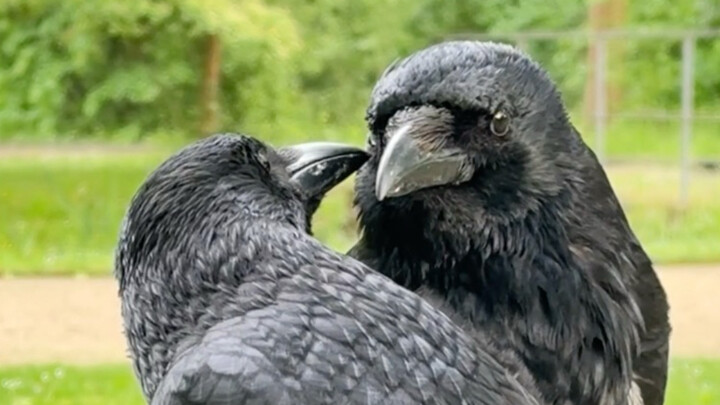 Hujan berhenti, langit pun cerah; sepasang burung gagak mengajak tamu untuk singgah sejenak