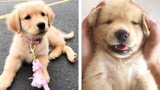 Cute Golden That Will Make Your Day So Much Better 🥰| Cute Puppies