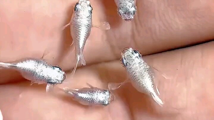 What is the smallest thing in the world?