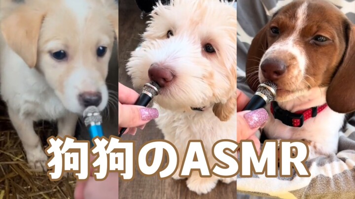 Dog Chewing ASMR Pt. 5