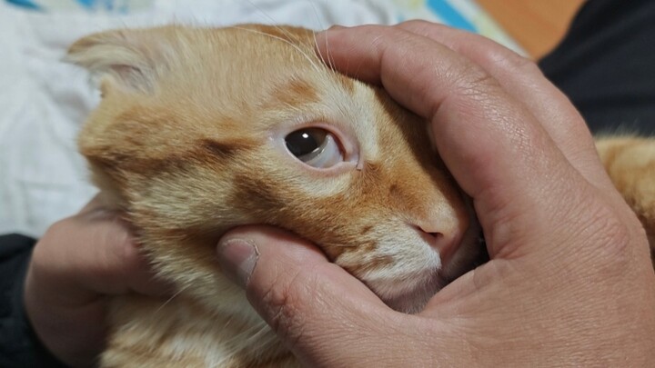 Cat: Our code is written like this: “Don’t keep people up at night—let the cat keep people up during