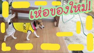 โลกของแสนดี ตอน พี่ๆซื้อปลอกคอกับเสื้อใหม่มาให้หนู!!