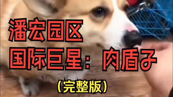Pan Hong Park’s Famous Dog: Roudunzi – Full Training Version