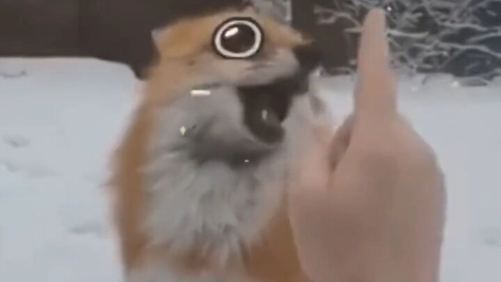 “Fun animals recommended for fun people”