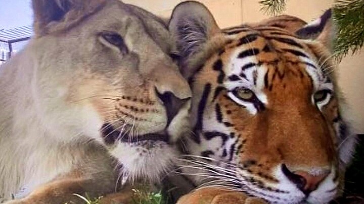 Sư tử và hổ lớn lên cùng nhau, chúng chơi đùa như thế này