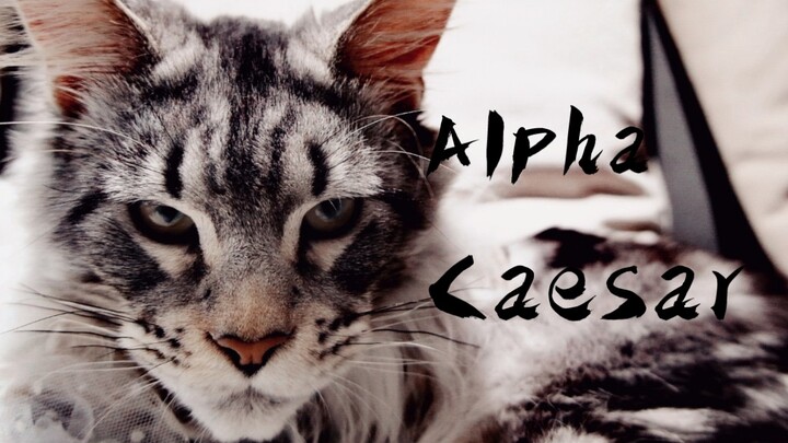 อัลฟ่าอันดับหนึ่งของโลกแมว