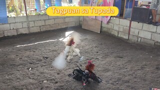 My Dumayo.lang napalaban ang White Choco x White kelso ko kahit mababa di sila umabot