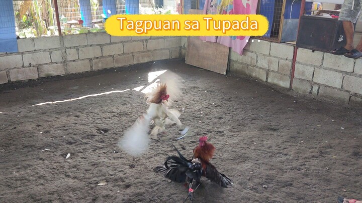 My Dumayo.lang napalaban ang White Choco x White kelso ko kahit mababa di sila umabot