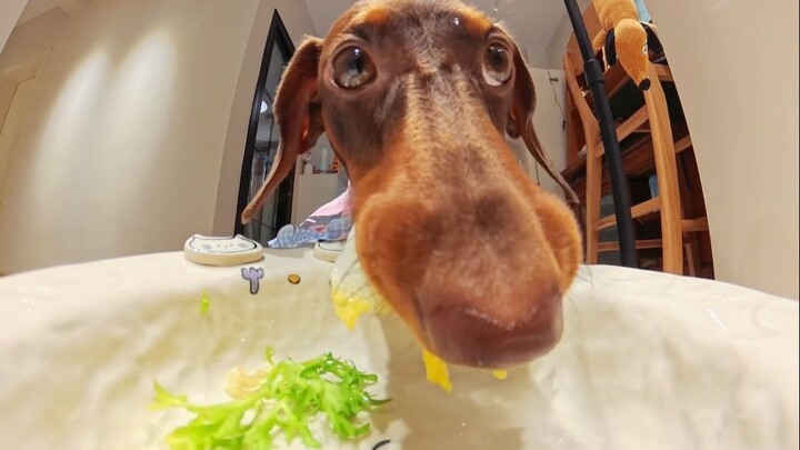 Chú cún súng máy~