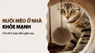 Cách nuôi mèo trong nhà khỏe mạnh chỉ với 5 mẹo sau