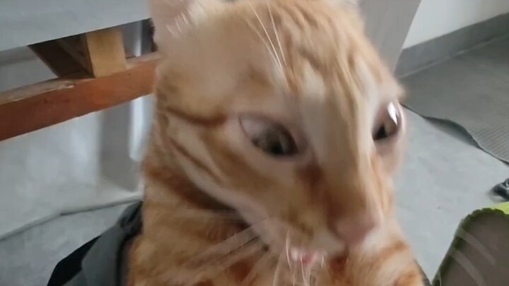 ตัดเล็บให้ฮาคิมี่