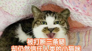 【感动】 被打断三条腿却依然信任人类的小猫咪——我所知道的小黑嘴儿