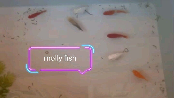 Nag Breed ako ng molly fish ...