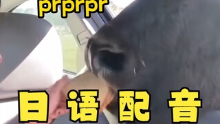 牛牛儿~我一丢都没了！日语整活配音