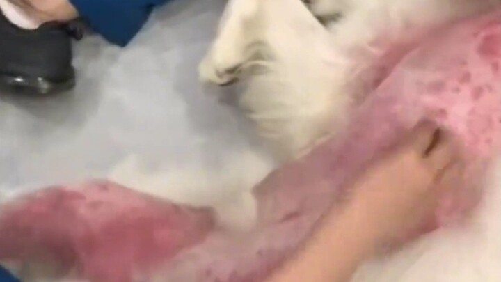 هل تشعر الحيوانات الصغيرة بالنقص بعد الحلاقة؟