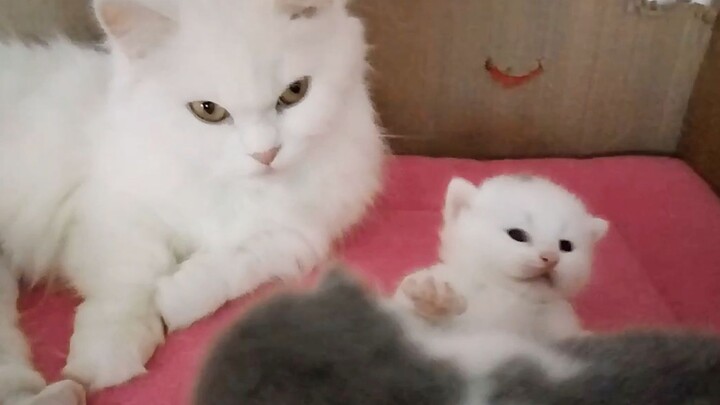 คุณแม่แมวแสนสวยให้กำเนิดลูกน้อยน่ารักน่าเอ็นดูถึงสามตัว