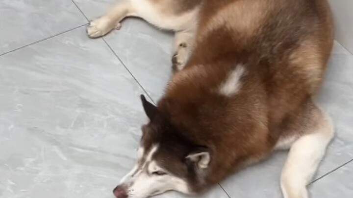 【哈仔十一】疯婆娘跳青海摇