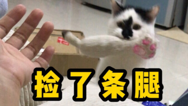 猫咪叼着玩具让主人扔，但捡回来的路线就没正确过！