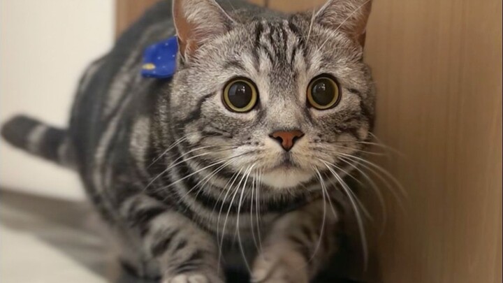 Today I’m feeding a dancing cat—wonder if it can do a backflip!