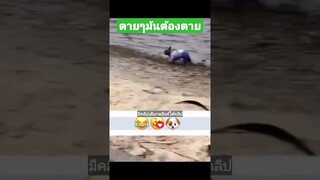 ตายๆมันต้องตาย