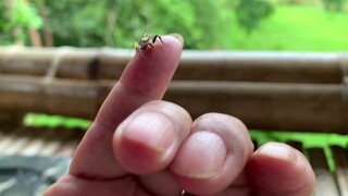 Itsy BITSY Spider love - I met a tiny jumping spider today. I think it was love.