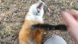 Animal|Teasing the Little Fox