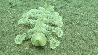 كائن بحري عجيب: بلح البحر Melibe viridis