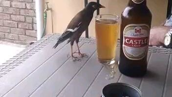 dont tuch my beer