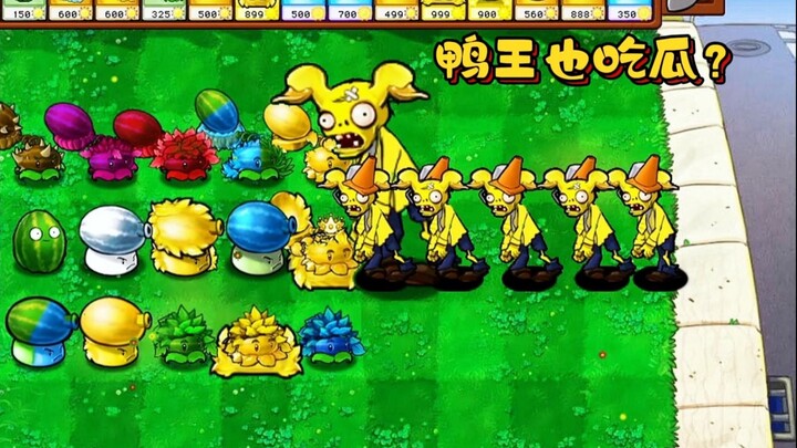 Bos Bebek: Bos, apakah melon ini sudah matang?