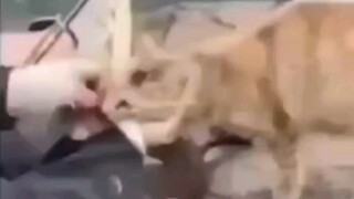 Mèo: Tôi thực sự không chọn nhầm người